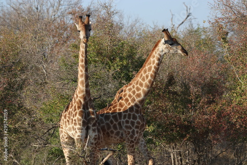 Giraffe in Kruger Park