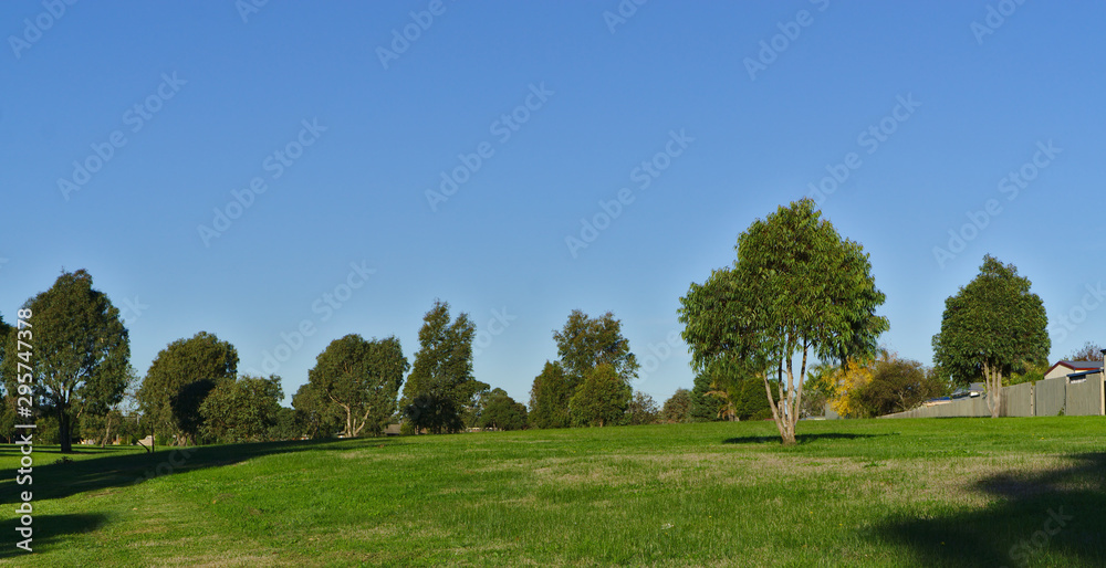 Field of green lush grass