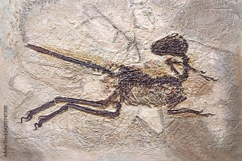 Fototapeta Naklejka Na Ścianę i Meble -  Dinosaur fossils: Zhenyuanlong suni, Liaoning, Yixian China. First demonstration of feather morphology in short-armed dromaeosaurid, the largest non-avian dinosaur with complex wings. Selective focus