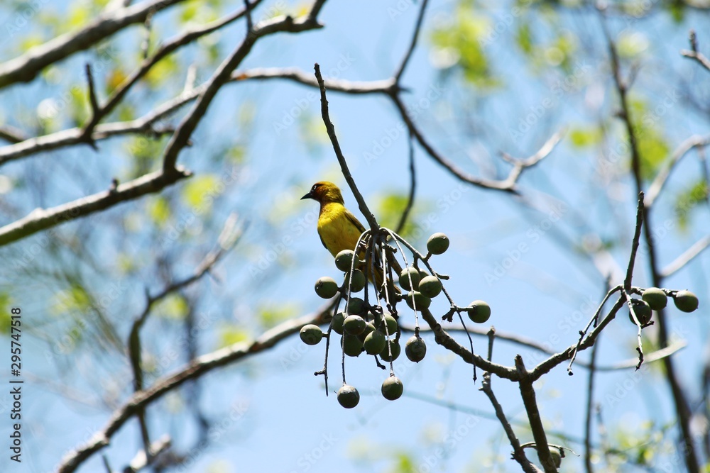 Obraz premium A spectacle weaver in its tree