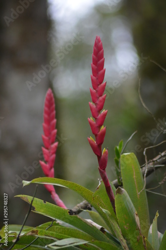 Red bromeliae