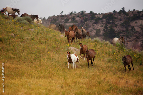 Horse Herd © Terri Cage 
