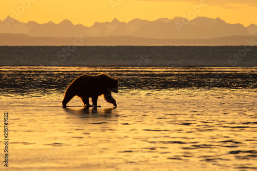 Brown bear (Ursus arctos) digging for clams on tidal flats at sunrise; Alaska
