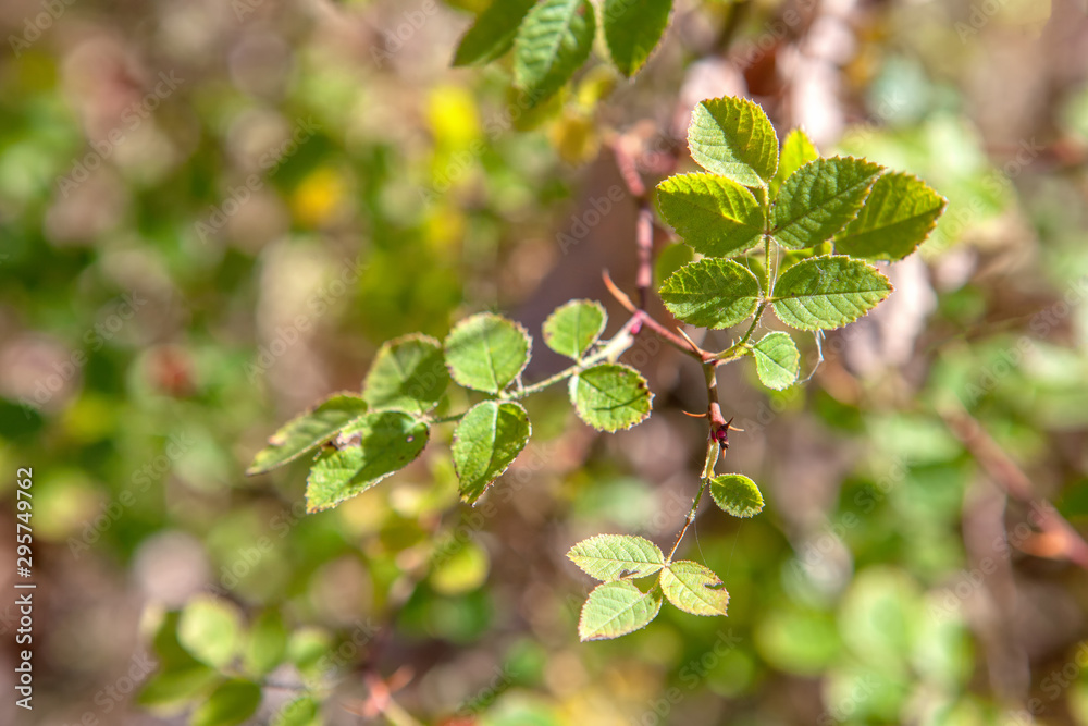 nature details with bush leaves nature details with bush leaves