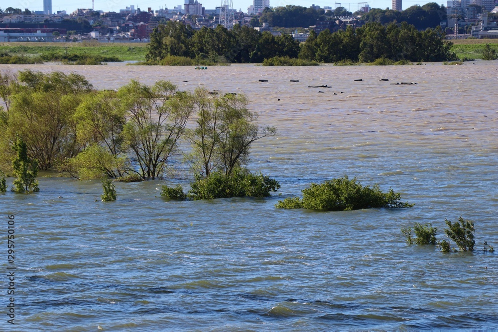 Fototapeta premium 台風の大雨で増水した荒川