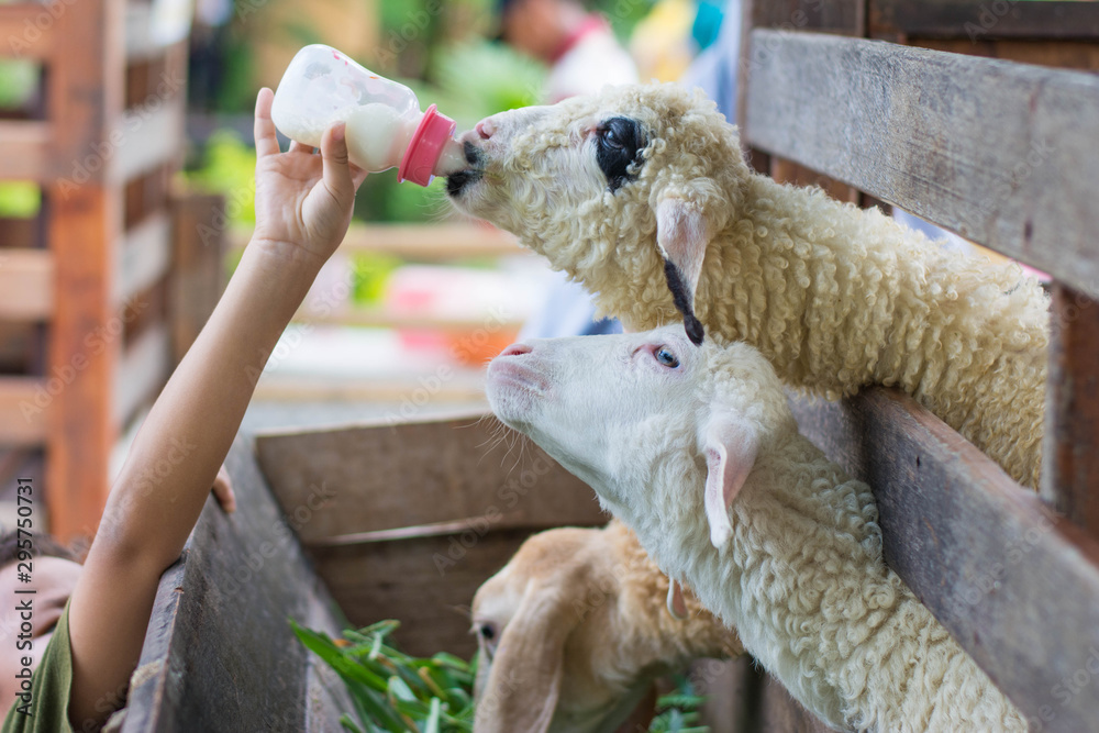 goat kids farm,Farm woman bottle feeds milk to eight week old baby Dwarf Nigerian dairy goats.