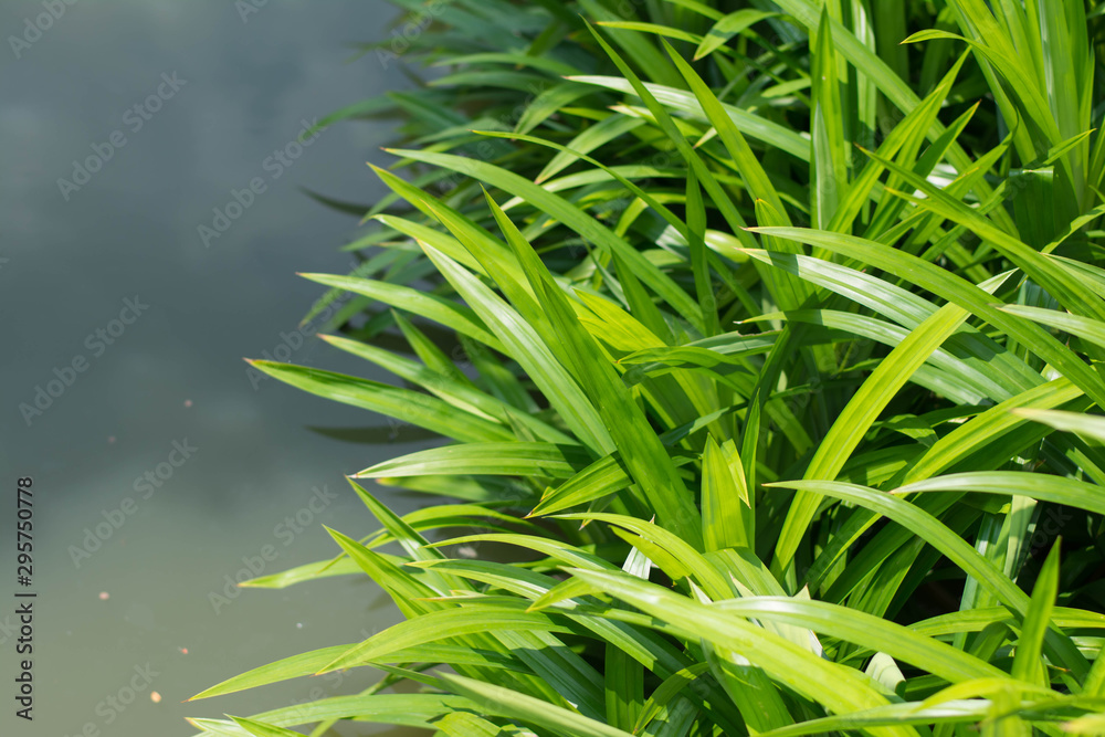 Pandan Leaves in the plant,Pandan healthy drink water on basket Pandan Leaves in the plant,Pandan healthy drink water on basket