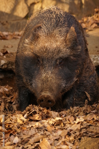 23 件の最適な ニホンイノシシ 画像 ストック写真 ベクター Adobe Stock