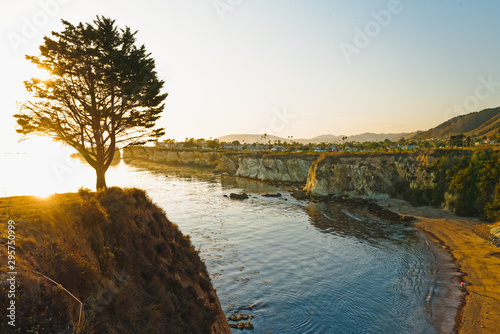 Pismo Beach seaside cliffs and Pine tree at sunset. photo
