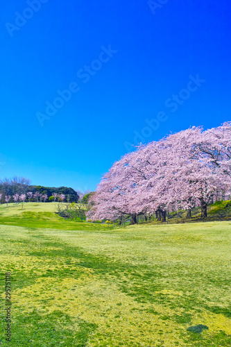 草原と満開の桜のイメージ