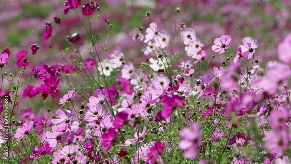コスモスの花畑 コスモスの花畑