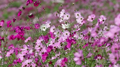 コスモスの花畑