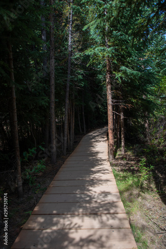 Wooded path in Colorado mountains with aspen and pine trees surrounding
