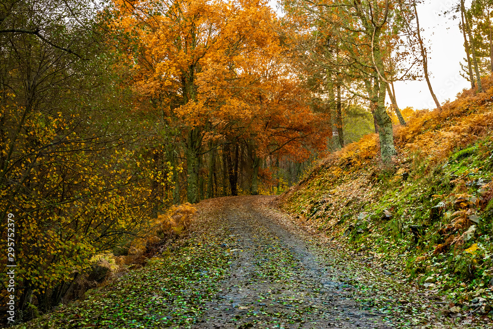 road in autumn colorful forest