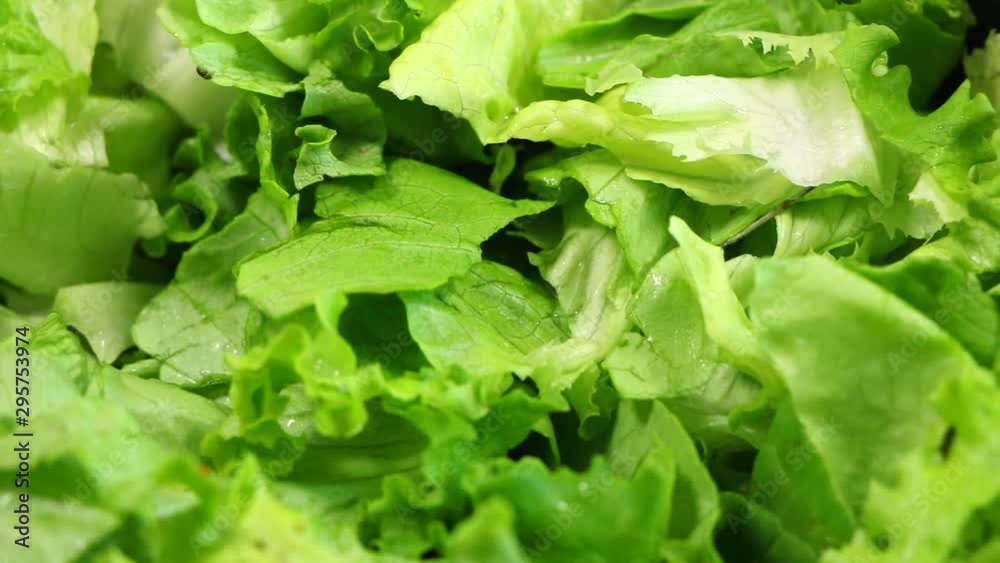 Fresh salad. Closeup on green leaves. Vegetarian/vegan lifestyle. Local food product from organic farm. Raw and natural nutrition. Healthy diet. Traditional meal from vegetables. Summer/spring harvest Fresh salad. Closeup on green leaves. Vegetarian/vegan lifestyle. Local food product from organic farm. Raw and natural nutrition. Healthy diet. Traditional meal from vegetables. Summer/spring harvest