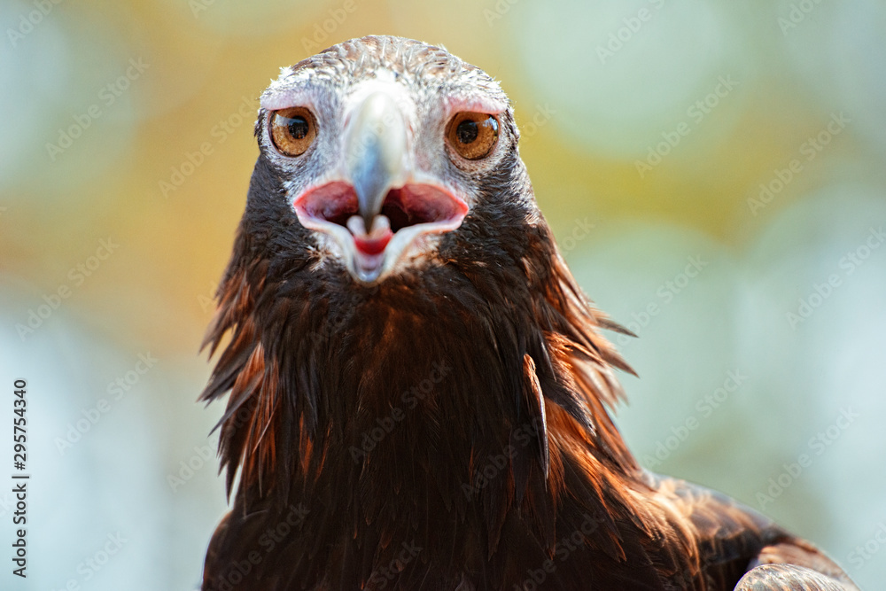 Fototapeta premium Wedge-tailed Eagle