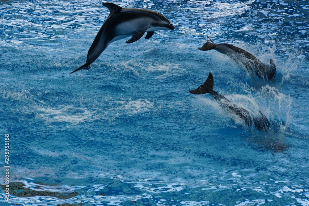 Obraz premium カマイルカ