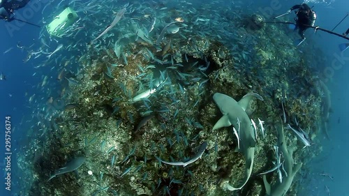 Round-robin circular video of extreme diving with sharks in underwater marine wildlife. Dangerous animals looking for food on seabed of ocean. Diving in unique underwater world of sharks.