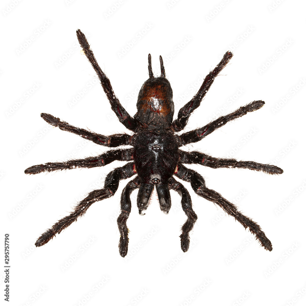 Overhead view of a black hanging tarantula spider isolated on white Overhead view of a black hanging tarantula spider isolated on white