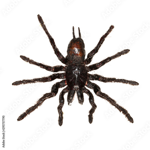 Overhead view of a black hanging tarantula spider isolated on white