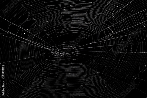 Prawdziwa pająk sieć odizolowywająca na czerni