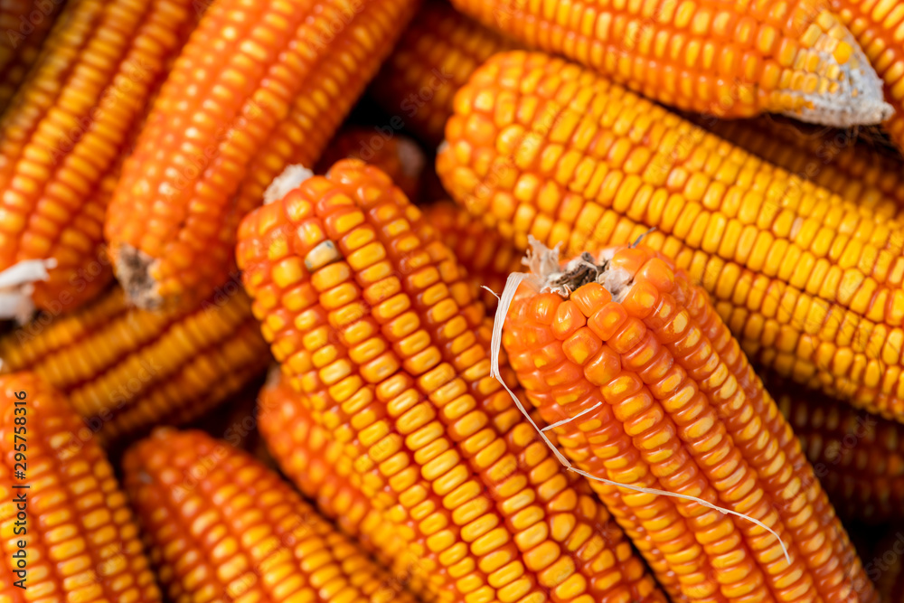 Fresh and golden raw maize crops seed patterns close-up views.