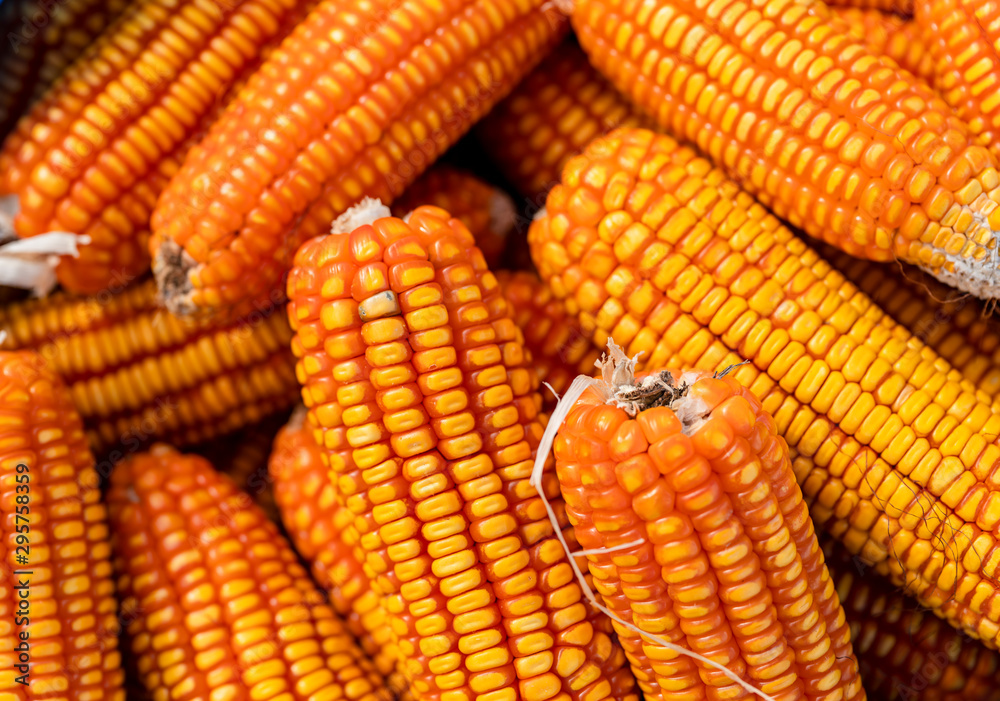 Fototapeta premium Fresh and golden raw maize crops seed patterns close-up views.