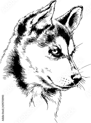 dog husky hand-drawn ink on white background sketch