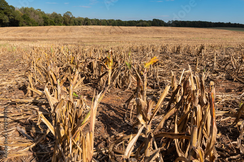 Photography Millet or Sorghum Field After Harvest