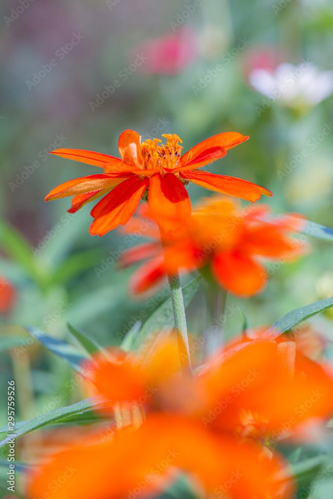 Fotografie Zinnia flower with natural background