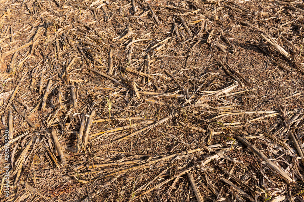 Fotografie Millet or Sorghum Background Texture After Harvest