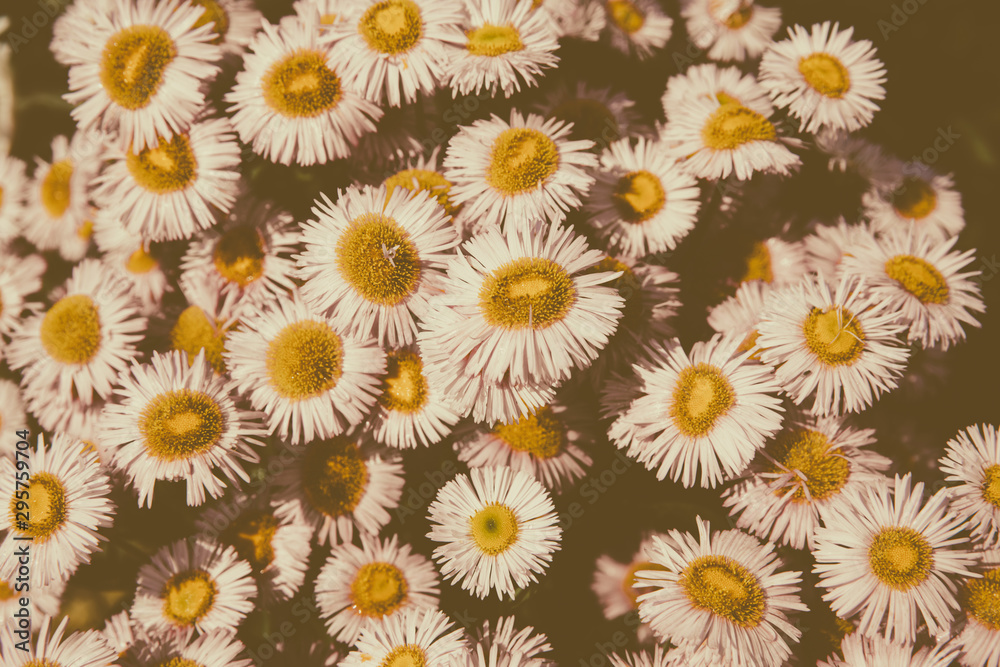 Closeup of blooming chamomile in garden, summer background Closeup of blooming chamomile in garden, summer background