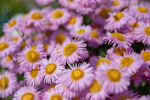 Closeup of blooming chamomile in garden  summer background
