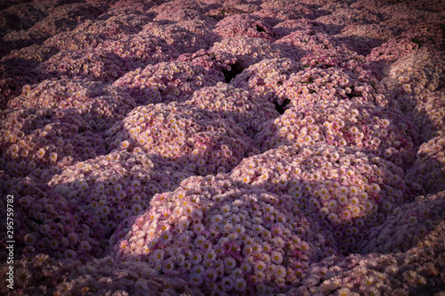 Beautiful pink chrysanthemums background with perspective. vignette, flower, nature.