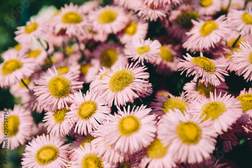 Closeup of blooming chamomile in garden  summer background