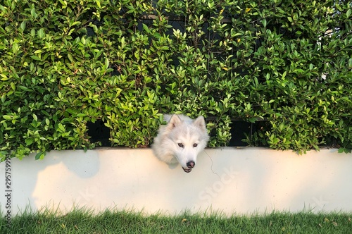 dog on the grass The white-haired Siberian Hucky breed of dog, a mischievous pet, plays its head outside the tree wall. It is very cute to the people who see  photo