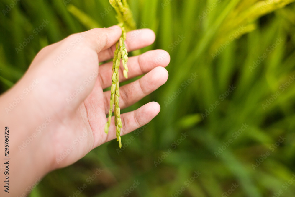 The hand of the man who was catching the rice The hand of the man who was catching the rice