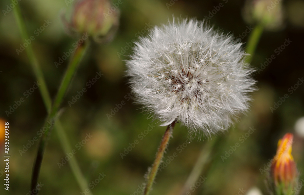 Background of natural beauty. White fluffy ball of dandelion on a background of green meadow. Close-up, side view, horizontal, outdoors, blur, cropped shot. Concept of natural beauty.