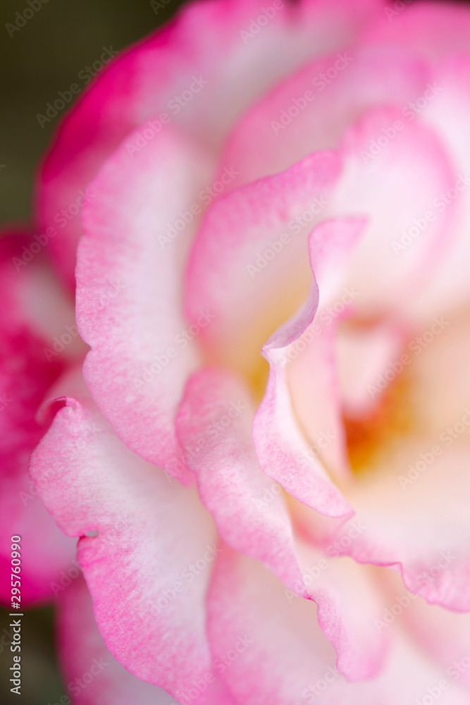 Blurred pink rose petal texture background. Floral background.Close-up, top view, vertical, blur, cropped shot, macro.Concept of natural beauty.
