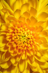 Fototapete Honigfarbe Gelbe Chrysantheme Cremon.yellow Blumendetail.  © Jakaphop
