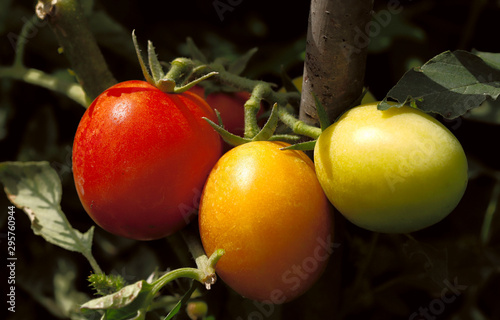 A ray of sunshine falls on three tomatoes on a branch of varying degrees of maturity. Tomatoes on the bush. Close-up, side view, horizontal. Agriculture concept. photo