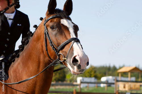 Portrait of a brown horse with a white nose in a harness. A fragment of a brown horse jockey during a competition. Close-up, side view, horizontal, cropped shot.Pets concept.