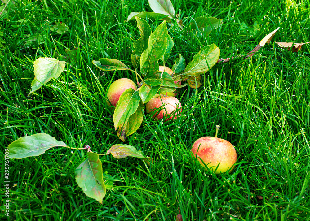 Beautiful young apples lie on the green grass in the fall. Harvesting the autumn harvest. Juicy fruits. Vitamins are natural Beautiful young apples lie on the green grass in the fall. Harvesting the autumn harvest. Juicy fruits. Vitamins are natural
