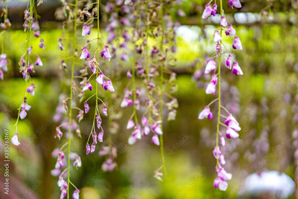 Fototapeta premium 徳川園の藤の花