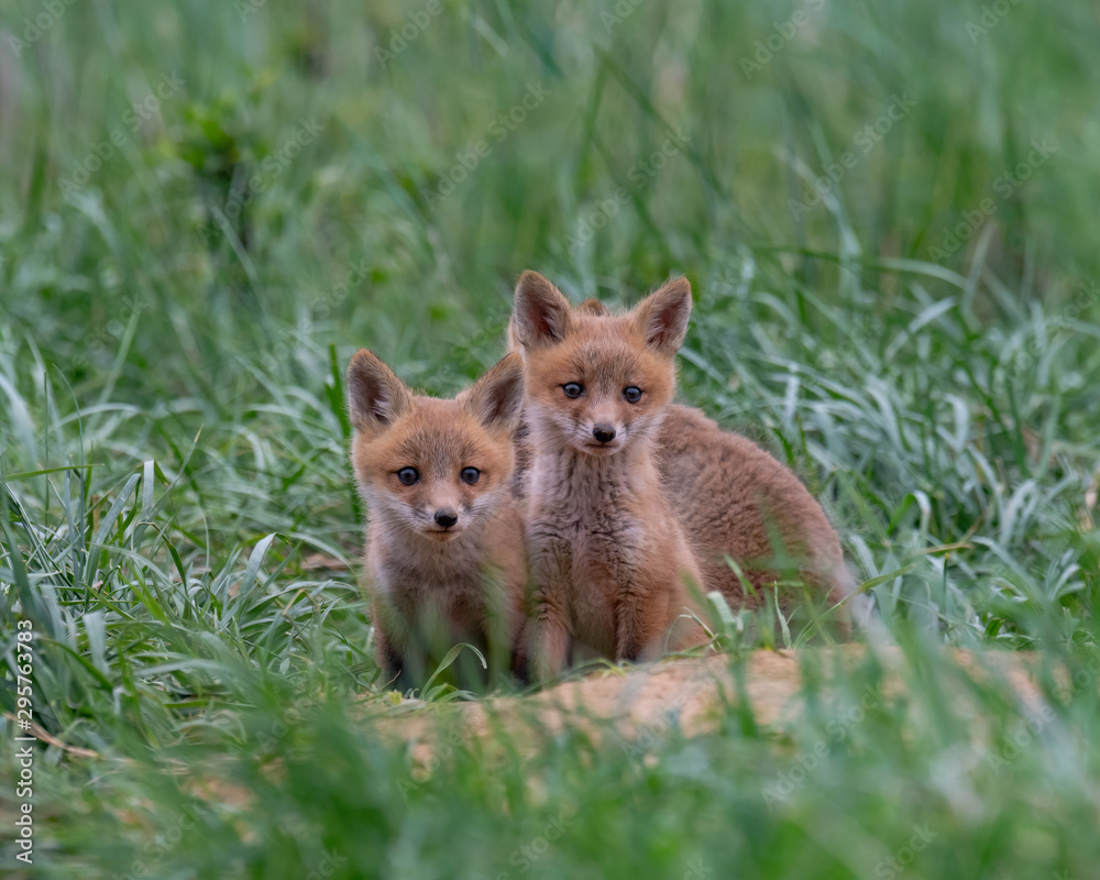 Naklejka premium A curious pair of Red Fox Kits.
