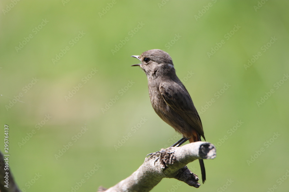 Fototapeta premium Bird on a branch