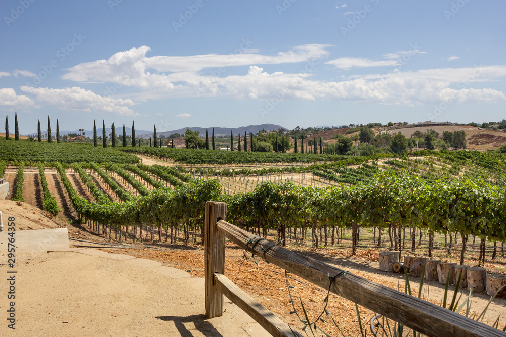 A view of a scenic landscape of countryside grape vineyards during the summer season.