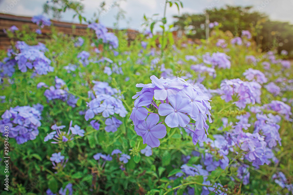 Purple flowers in the field of nature, macro view