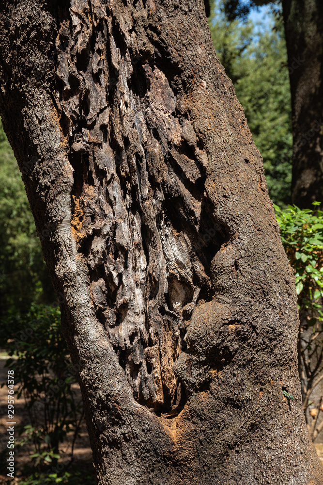 Tree bark in Borghese garden