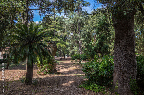 Palm in Borghese garden